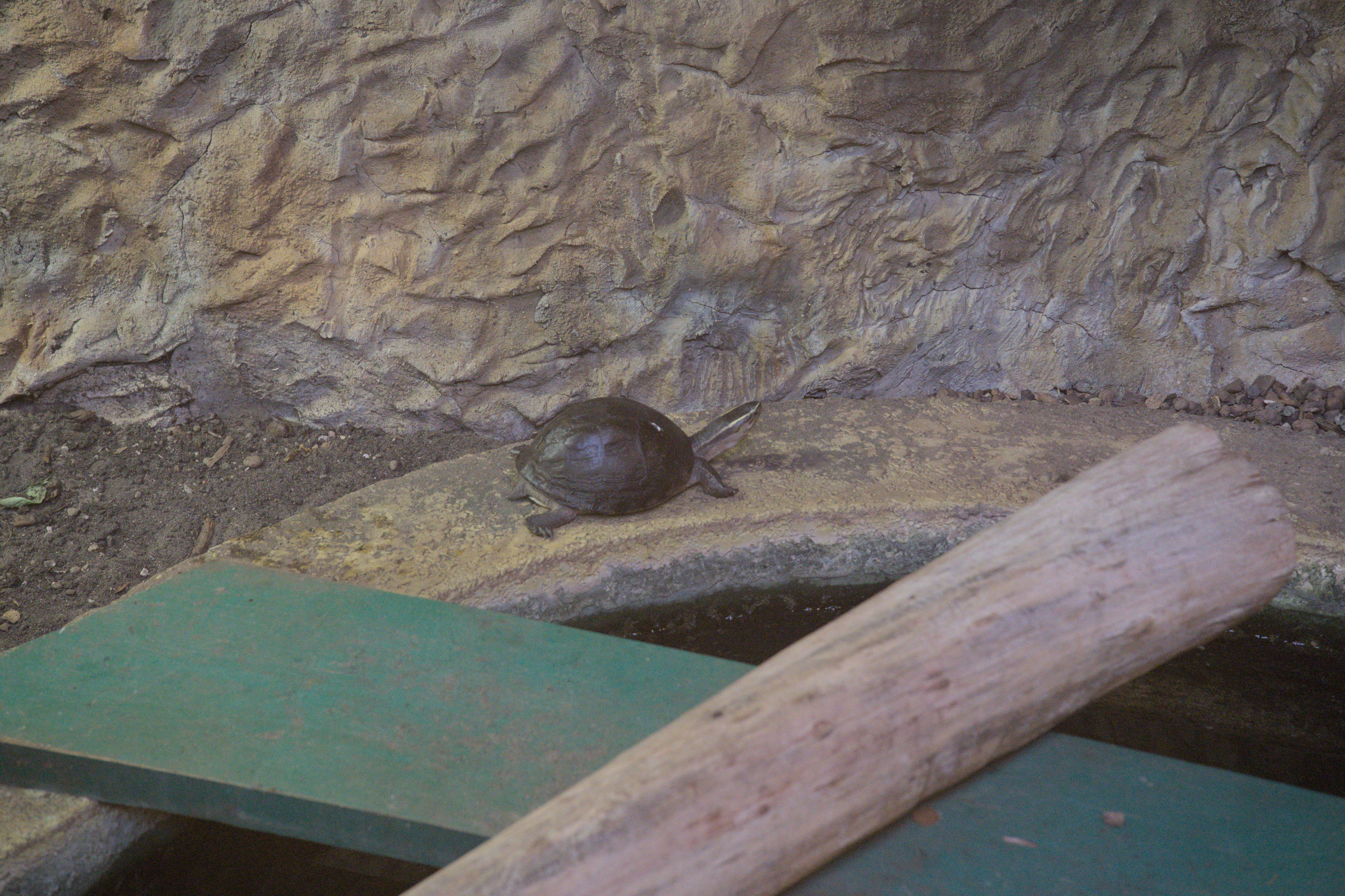 2025/10/12 - zoo/DSC_0132.jpg